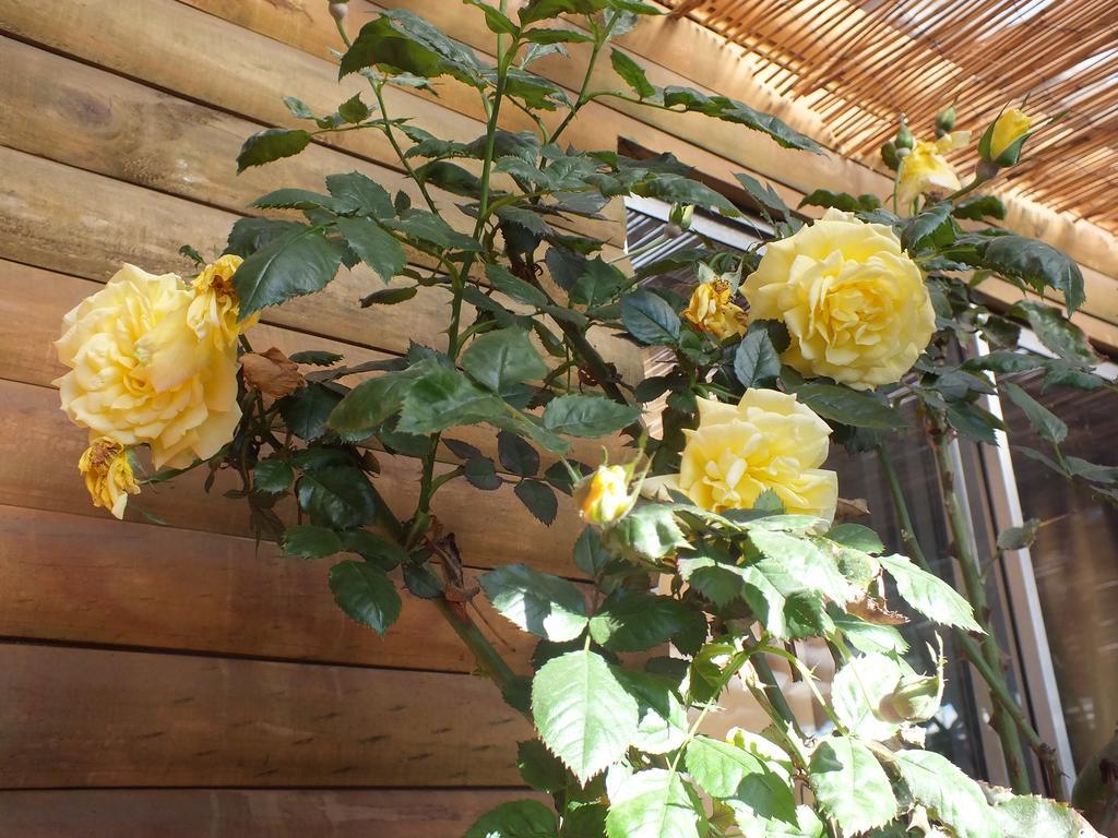 Hostal Mi Segundo Hogar Concepción Eksteriør bilde